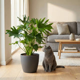 Green boutiQ - Kamerplant - Philodendron - Philodendron Lickety split - Groen - Weinig onderhoud - 1 Plant - met Mand - Kruka 19cm - Hoogte 70cm