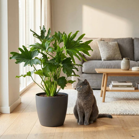 Green boutiQ - Kamerplant - Philodendron - Philodendron Lickety split - Groen - Weinig onderhoud - 1 Plant - met Mand - Kruka 19cm - Hoogte 70cm