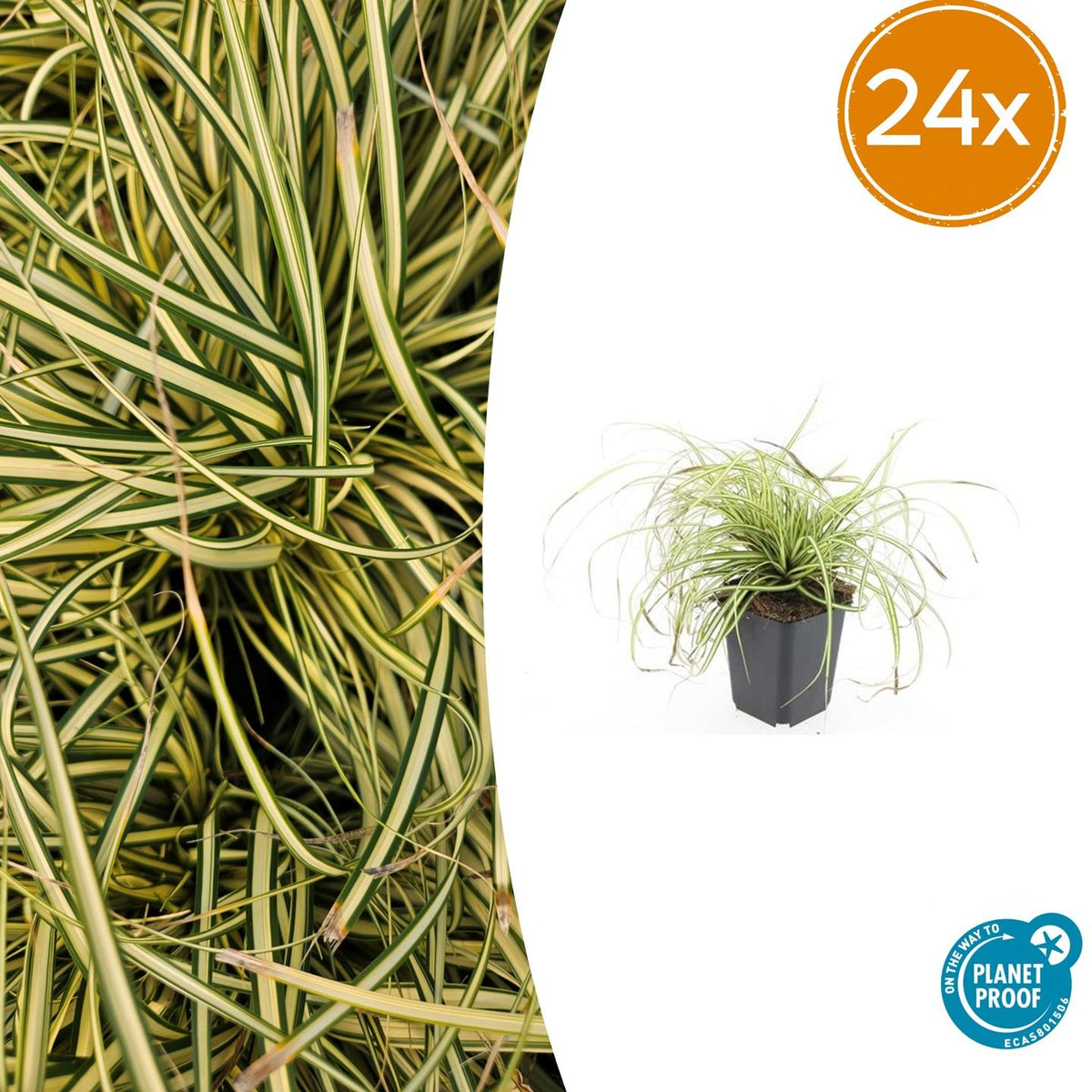Laîche Evergold en godet - Carex oshimensis - H 10-25 cm, pot Ø9 cm