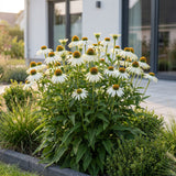 Échinacée blanche Alba - Echinacea purpurea - H 15-25 cm, pot Ø11 cm - photo 6
