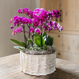 Orchidées Phalaenopsis violettes Mineral Morelia - bouquet de 3 en coupe Oyster - pot Ø9 cm