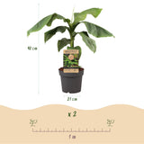 Green boutiQ - Fruitplant - Japanse vezelbanaan - Musa Basjoo - Winterhard - Kruka 21cm Hoogte 90cm