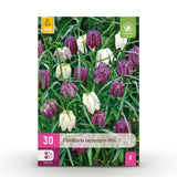 Green boutiQ - Bloembollen - Fritillaria Meleagris Mix - Kleur Paars i Wit - 30 stuks - Bolmaat 6/7 - XXL Pack