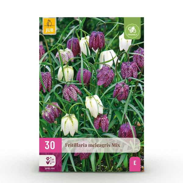Green boutiQ - Bloembollen - Fritillaria Meleagris Mix - Kleur Paars i Wit - 30 stuks - Bolmaat 6/7 - XXL Pack