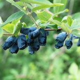 Green boutiQ - Fruitplant - Honingbes - Lonicera caerulea Kamchatika - Blauwe Bes - 2 växtn - Kruka 15cm Hoogte 50cm