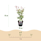 Green boutiQ - Terrasplant - Japanse Esdoorn - Acer palmatum Phoenix - Roze - 2 Växtn - Bladverliezend - Kruka 19cm Hoogte 70cm