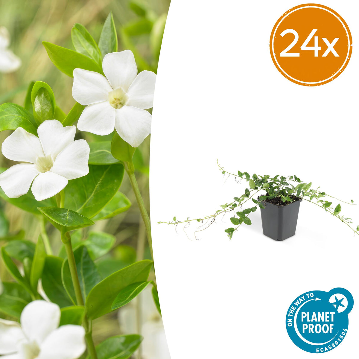 Petite pervenche Alba en godet - Vinca minor - H 10-25 cm, pot Ø9 cm - photo 7