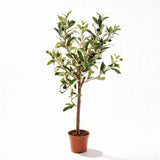 Olivier artificiel h65cm kruka inkluderad