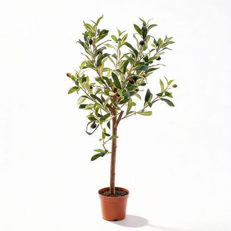 Olivier artificiel h65cm kruka inkluderad