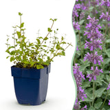 Népéta Grog - H 15-25 cm, pot Ø11 cm
