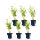 Calamagrostis Karl Foerster - Calamagrostis × acutiflora - H 15-25 cm, pot Ø11 cm - photo 2