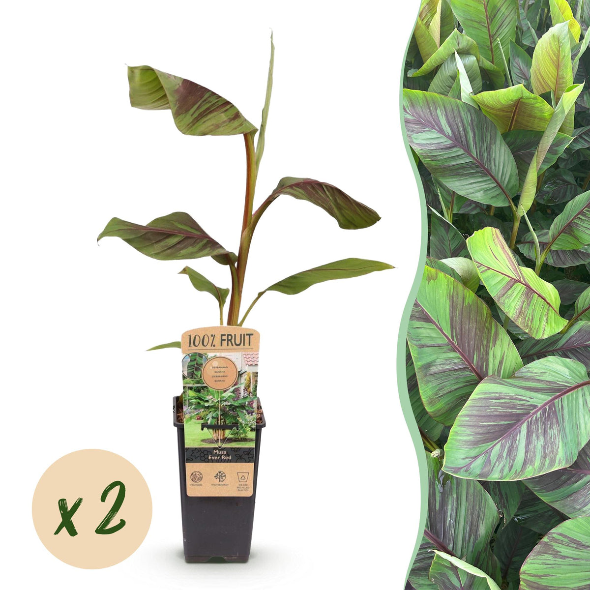 Green boutiQ - Fruitplant - Japanse vezelbanaan - Musa Ever Red - Winterhard - 2 växtn - Kruka 15cm Hoogte 50cm