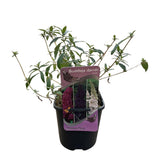 Green boutiQ - Vlinderstruik - Buddleja davidii Tricolour - Bloem Roze , Wit i Paars - 1 Plant - Bladverliezend - Vlinderlokkend -  Kruka 17cm Hoogte 30cm