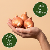 Tulipe Macron en mélange