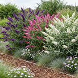 Green boutiQ - Trädgårdsväxt - Buddleja davidii Tricolour - Fjärilsbusk - Vinterhard - Blå - Rosa - Vit - 3 Växter - Kruka 17cm - Höjd 45cm
