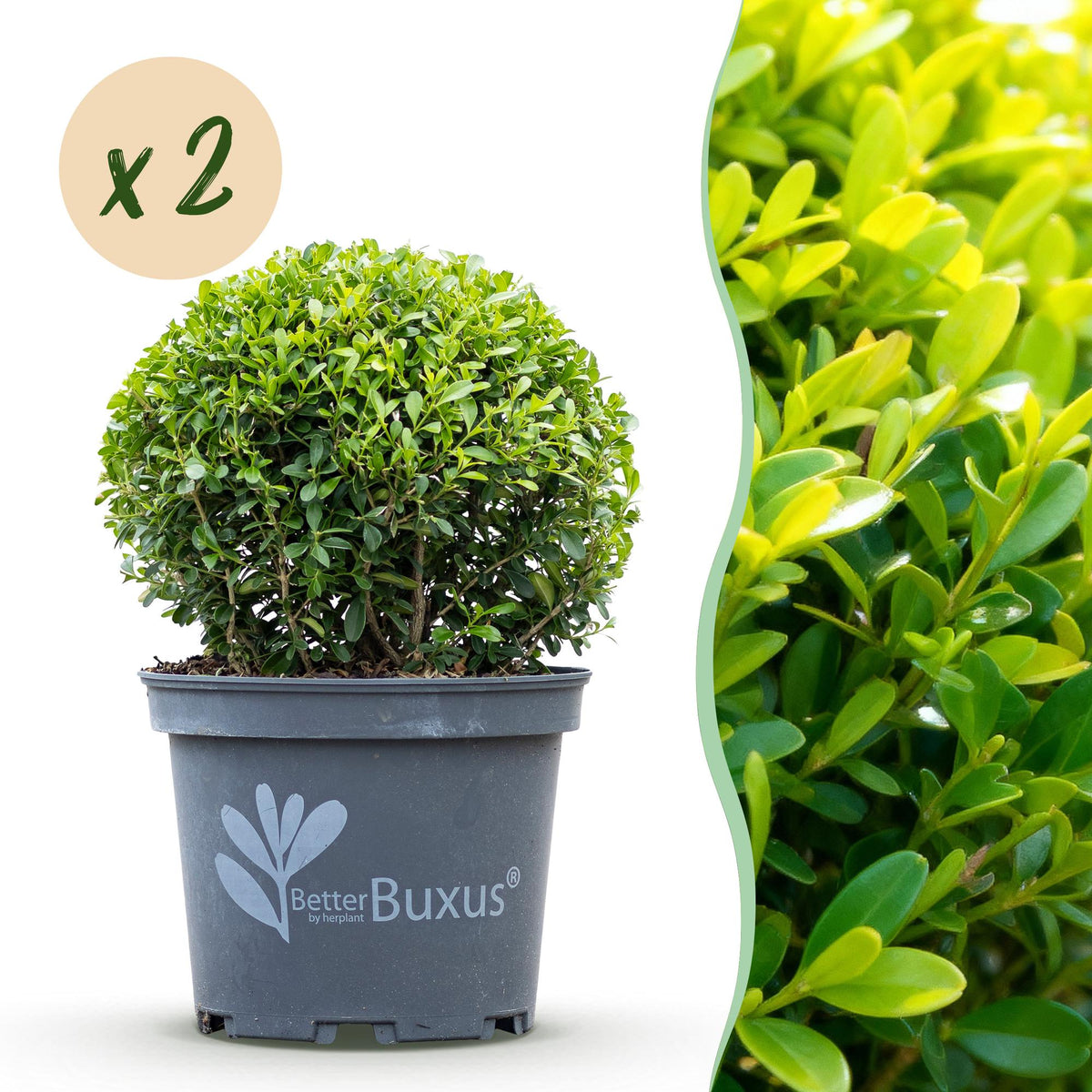 Green boutiQ - Buxus Bol - BetterBuxus Skylight - Resistant tegen de Buxus Schimmel - 2 växtn - kruka 23cm bol 25cm