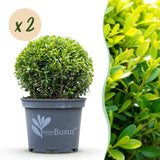Green boutiQ - Buxus Bol - BetterBuxus Skylight - Resistant tegen de Buxus Schimmel - 2 växtn - kruka 23cm bol 25cm
