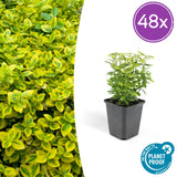 Fusain Emerald 'n' Gold en godet - Euonymus fortunei - H 10-25 cm, pot Ø9 cm