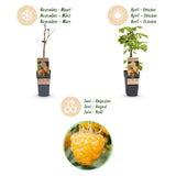 Framboisier jaune Fallgold remontant - Rubus idaeus - 2 plants - H 50 cm, pot Ø15 cm