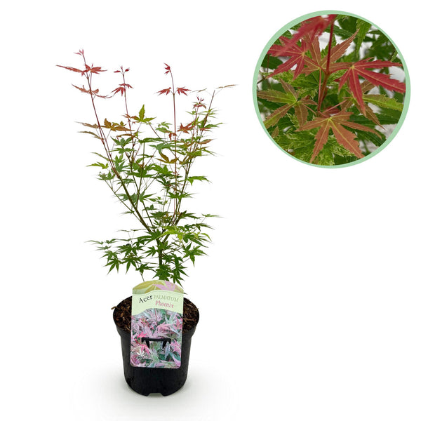 Green boutiQ - Terrasplant - Japanse Esdoorn - Acer palmatum Phoenix - Roze - 1 Plant - Bladverliezend - Kruka 19cm Hoogte 70cm