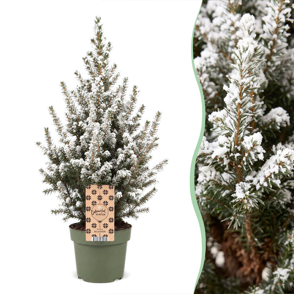 Épicéa nain Conica effet neige - Sapin de Noël vivant enneigé