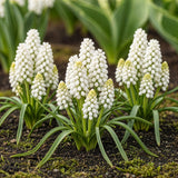 Green boutiQ - Bloembollen - Muscari White Magic - Kleur Wit - 50 stuks - Bolmaat 6/7 - XXL Pack