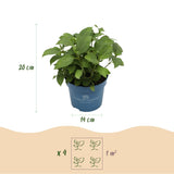 Green boutiQ - Trädgårdsväxt - Hydrangea Endless Summer Summer Love Red - Hortensia - Vinterhart - Röd - 1 Växt - Kruka 14cm - Höjd 20-25cm