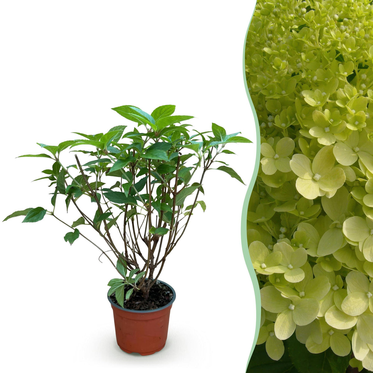Hortensia paniculé Limelight - Hydrangea paniculata - H 20-30 cm, pot Ø12 cm - photo 14