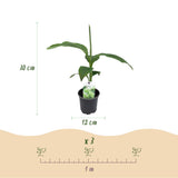 Green boutiQ - Fruitplant - Bananen plant - Musa Basjoo - Winterhard - 6 växtn - Kruka 12cm Hoogte 30cm