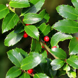Green boutiQ - Tuinplant - Ilex meserveae Blue Maid - Plant op stam - Terras Plant - Bladverliezend - Weinig Onderhoud - Kruka 19cm Hoogte 90cm