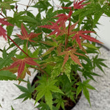 Green boutiQ - Terrasplant - Japanse Esdoorn - Acer palmatum Phoenix - Roze - 2 Växtn - Bladverliezend - Kruka 19cm Hoogte 70cm