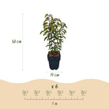 Green boutiQ - Haagväxtn - Prunus lusitanica Angustifolia - blad groen - 6 växtn - 1 strekkende meter - groenblijvend - kruka 17cm hoogte 50cm