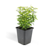 Fusain Emerald 'n' Gold en godet - Euonymus fortunei - H 10-25 cm, pot Ø9 cm - photo 2