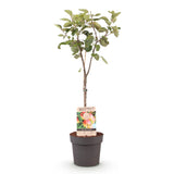 Green boutiQ - Fruitplant - Appelboom - Malus domestica Jonagold - Geel groene Appel - Kruka 21cm Hoogte 90cm