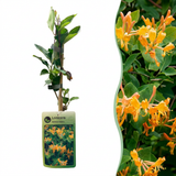 Chèvrefeuille de Tellmann - Lonicera × tellmanniana - H 35 cm, pot Ø9 cm
