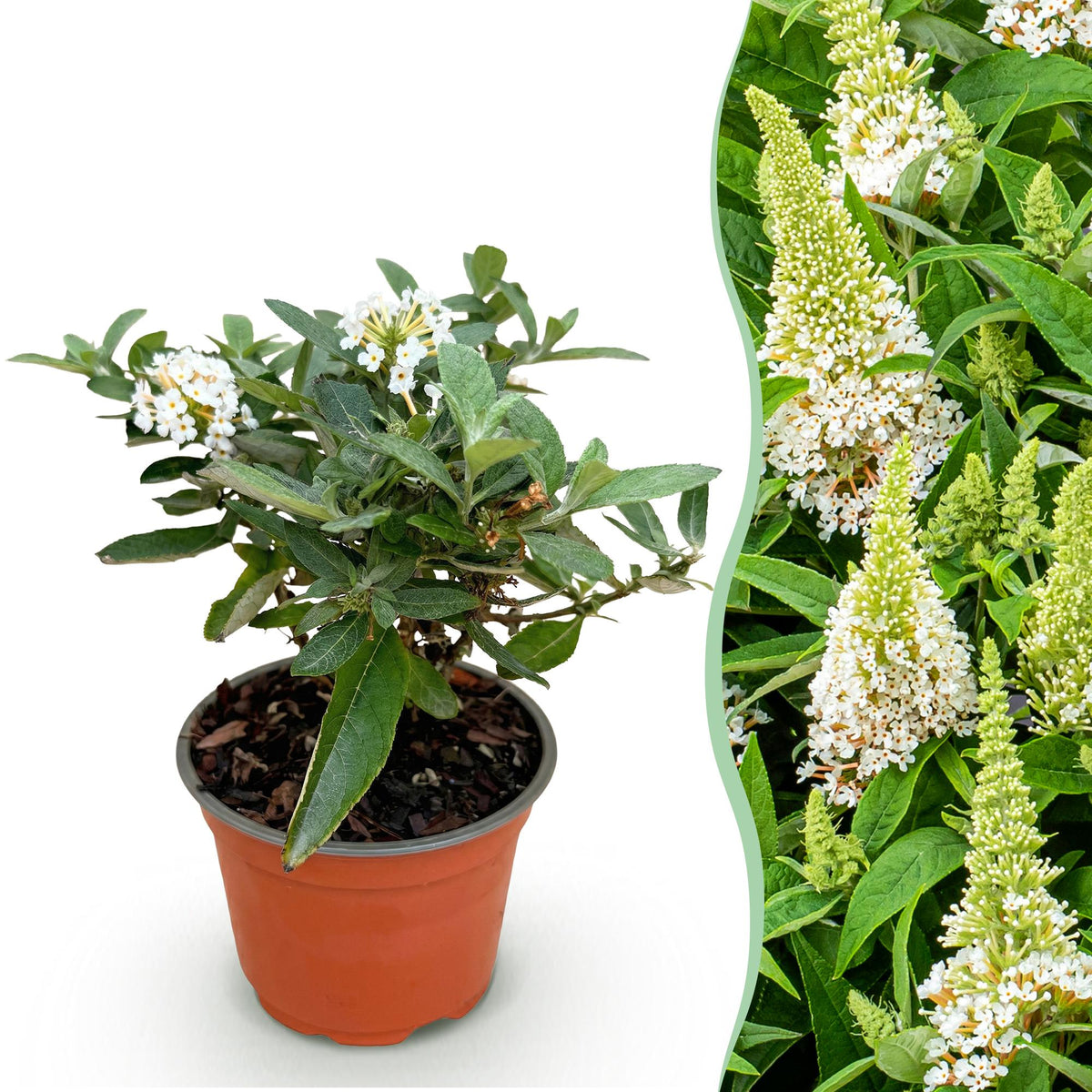 Green boutiQ - Tuinplant - Buddleja davidii Butterfly Candy Little White - Vlinderstruik - Compact - Wit - 1 Plant - Kruka 12cm - Hoogte 20-25cm