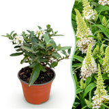 Green boutiQ - Tuinplant - Buddleja davidii Butterfly Candy Little White - Vlinderstruik - Compact - Wit - 1 Plant - Kruka 12cm - Hoogte 20-25cm