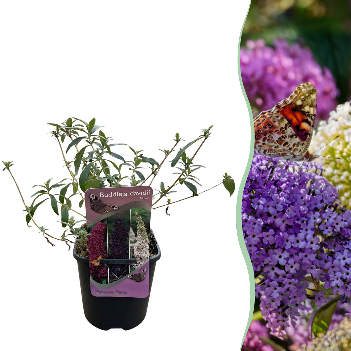 Green boutiQ - Vlinderstruik - Buddleja davidii Tricolour - Bloem Roze , Wit i Paars - 1 Plant - Bladverliezend - Vlinderlokkend -  Kruka 17cm Hoogte 30cm