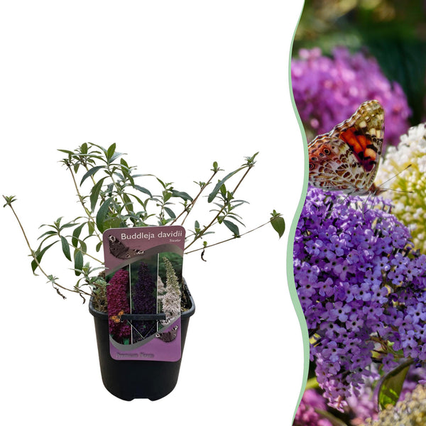 Green boutiQ - Vlinderstruik - Buddleja davidii Tricolour - Bloem Roze , Wit i Paars - 1 Plant - Bladverliezend - Vlinderlokkend -  Kruka 17cm Hoogte 30cm