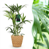 Green boutiQ - Kamerplant - Howea Forsteriana - Kentia Palm - Weinig Onderhoud - Groen - 1 Plant - met Mand - Kruka 19cm - Hoogte 80-85cm