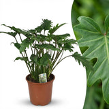 Green boutiQ - Kamerplant - Philodendron - Philodendron Xanadu - Groen - Weinig onderhoud - 1 Plant - Kruka 19cm - Hoogte 60cm