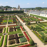 La Green Touch - Buxus Häck - BetterBuxus Babylon Beauty - Motståndskraftig mot Buxus svamp - 12 växter - 2 löpmeter - kruka 13cm höjd 30-35