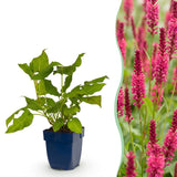Renouée amplexicaule - H 15-25 cm, pot Ø11 cm
