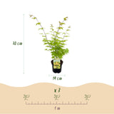 Green boutiQ - Terrasplant - Japanse Esdoorn - Acer palmatum Summergold - Geel - 2 Växtn - Bladverliezend - Kruka 19cm Hoogte 70cm