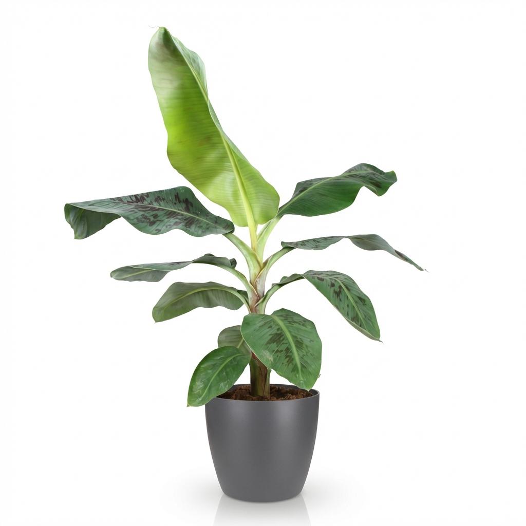 Green BoutiQ - Kamerväxtn - Musa acuminata Dwarf Cavendisch - Bananenplant - Weinig onderhoud - Groen - 1 Plant - met Potter Grijs - Kruka 21cm - Hoogte 70-75cm