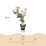 Green boutiQ - Terrasplant - Japanse Esdoorn - Acer palmatum Atropurpureum - Paars - 2 Växtn - Bladverliezend - Kruka 19cm Hoogte 70cm