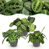 Green boutiQ - Kamerplant - Marantha Silverband, Marantha Lemon Lime Marantha Kerchoveana - Gebedsplant - Huisdiervriendelijke Plant - Groen - 3 Växtn - met Potter Grijs - Kruka 12cm - Hoogte 25cm