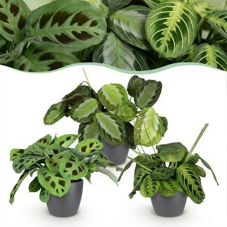 Green boutiQ - Kamerplant - Marantha Silverband, Marantha Lemon Lime Marantha Kerchoveana - Gebedsplant - Huisdiervriendelijke Plant - Groen - 3 Växtn - met Potter Grijs - Kruka 12cm - Hoogte 25cm