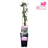 Lonicera henryi - Ø15cm - ↕65cm