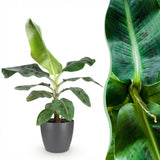 Green BoutiQ - Kamerväxtn - Musa acuminata Dwarf Cavendisch - Bananenplant - Weinig onderhoud - Groen - 1 Plant - met Potter Grijs - Kruka 21cm - Hoogte 70-75cm